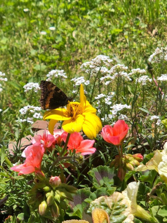 Horska Chata Primula - 1000 M Nad Morom Зуберець Екстер'єр фото